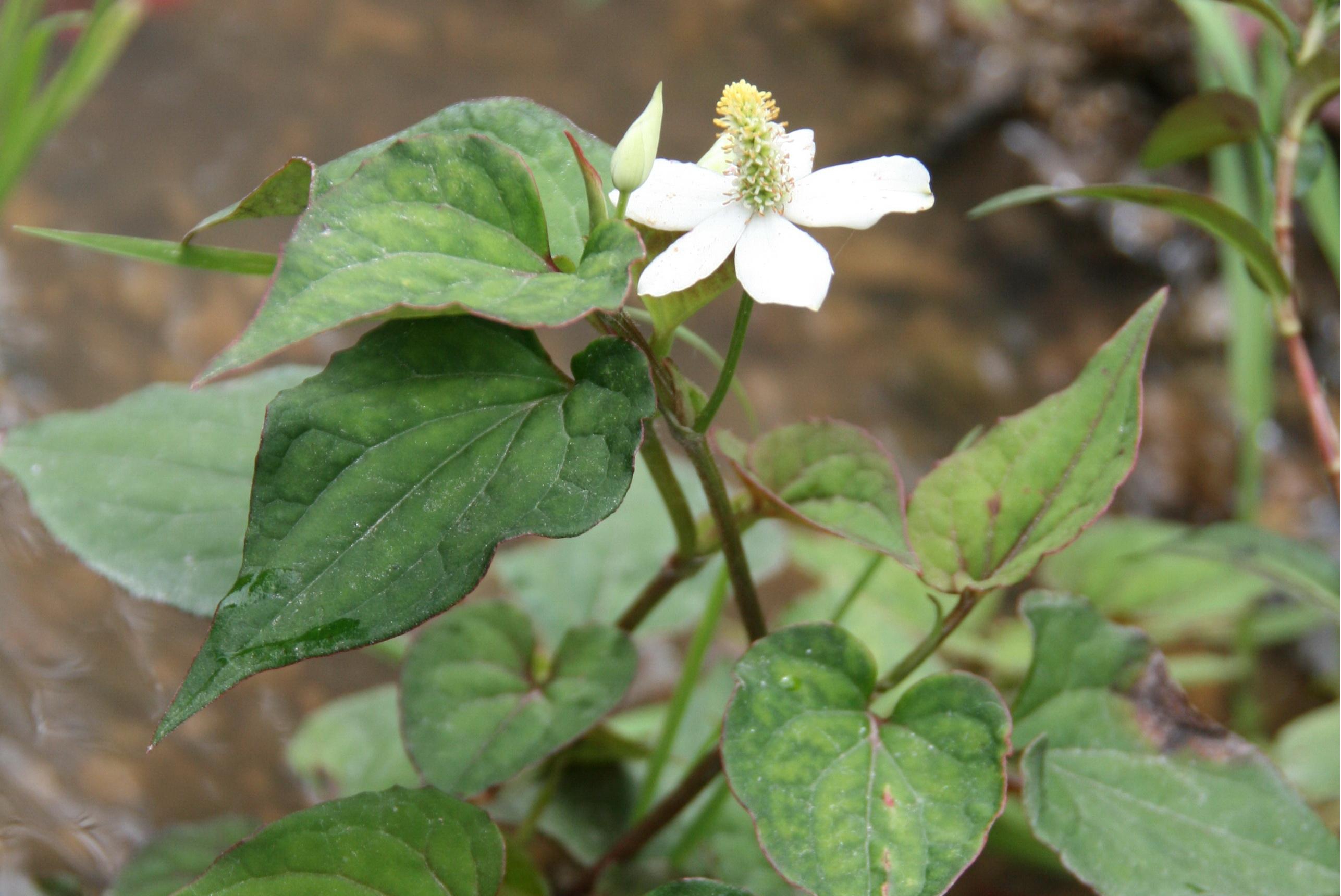 是三白草科,蕺菜属腥臭草本植物,高可达60厘米.