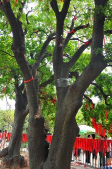 连理树（双子叶植物纲植物）_百度百科