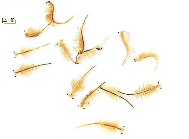 p>卤虫(brine shrimp)也称盐水 a>丰年虫 /a>.