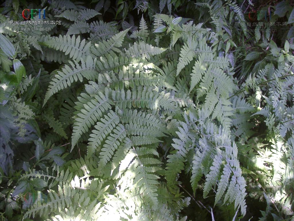  p>凸轴蕨是真蕨目金星蕨科 a target="_blank" href="/item/凸轴蕨属