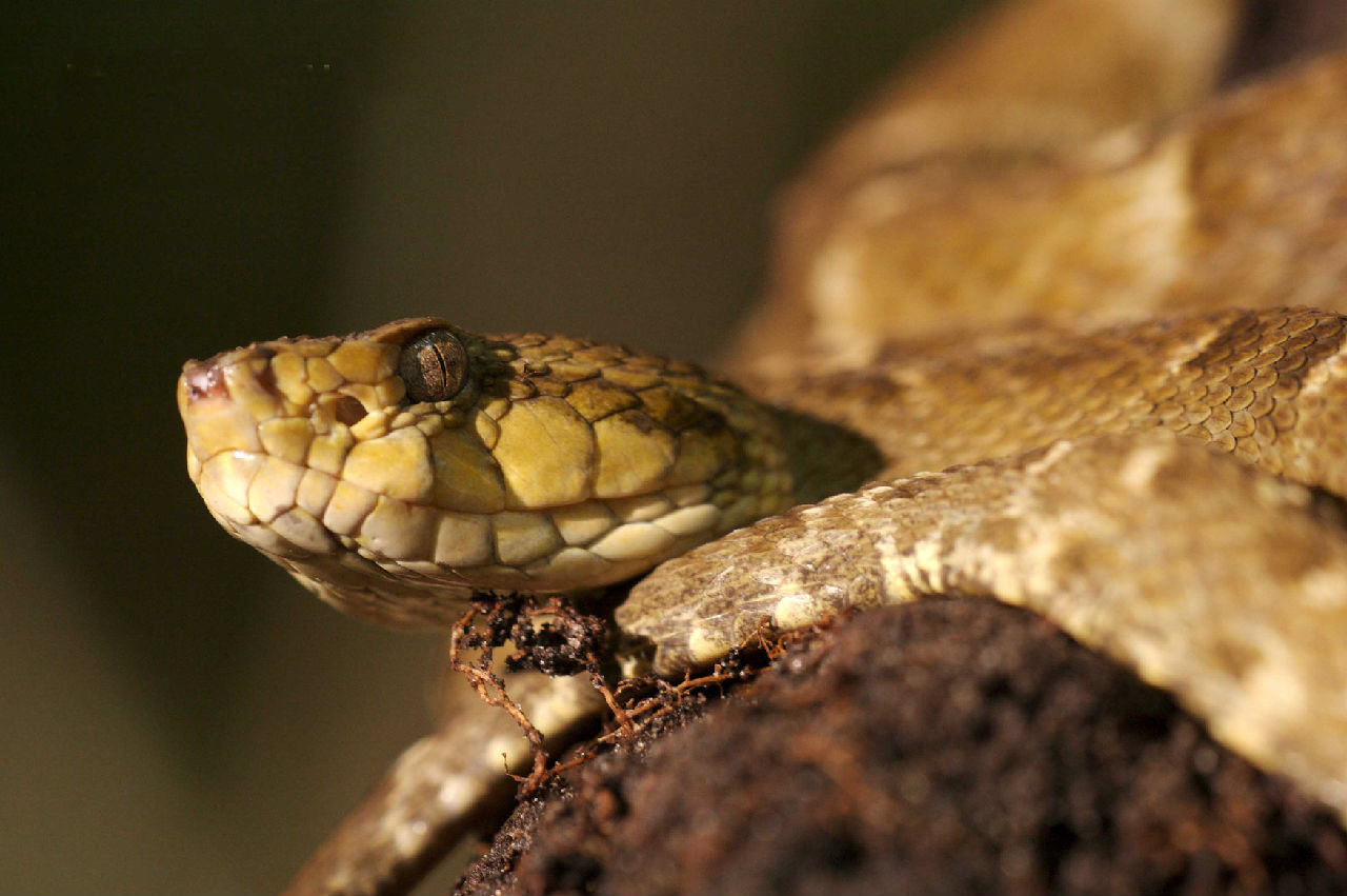 atrox矛头蝮属(学名:bothrops),又称枪蝰,矛头蛇,黄腭蛇,是 a tarett