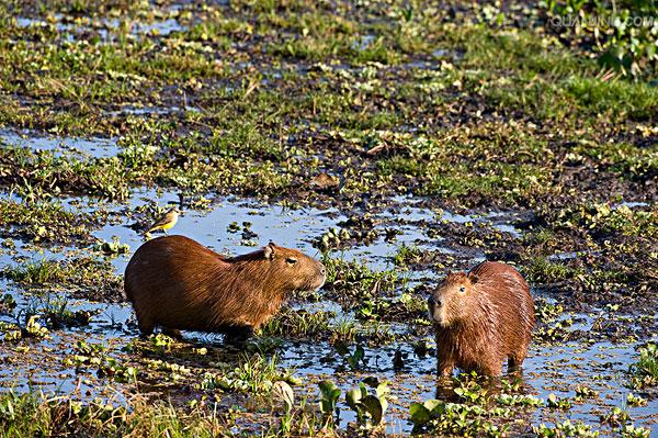 是一种半水栖的 a target="_blank" href="/item/食草动物/10312279"