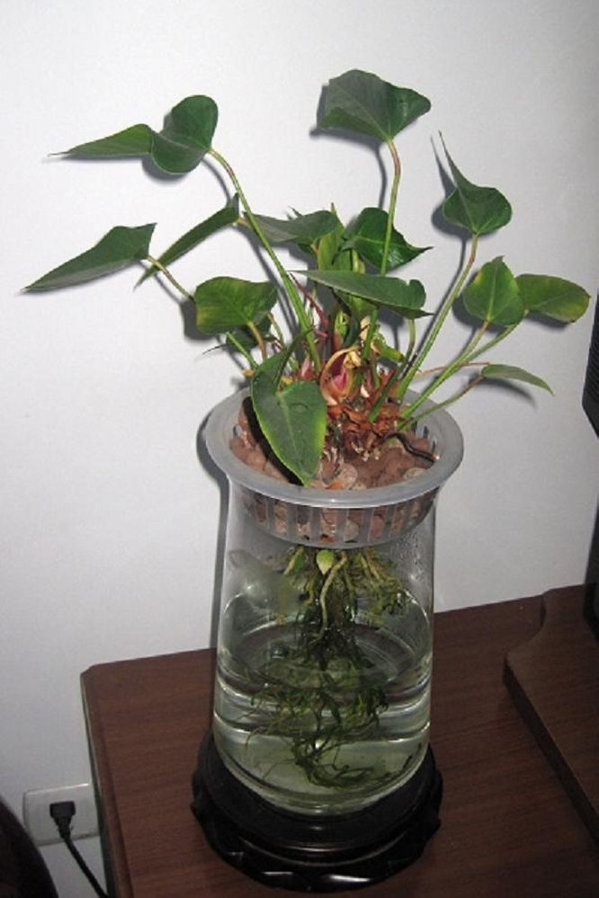  p>水泡花是采用现代生物工程技术,运用物理, a href="#" data-lemma