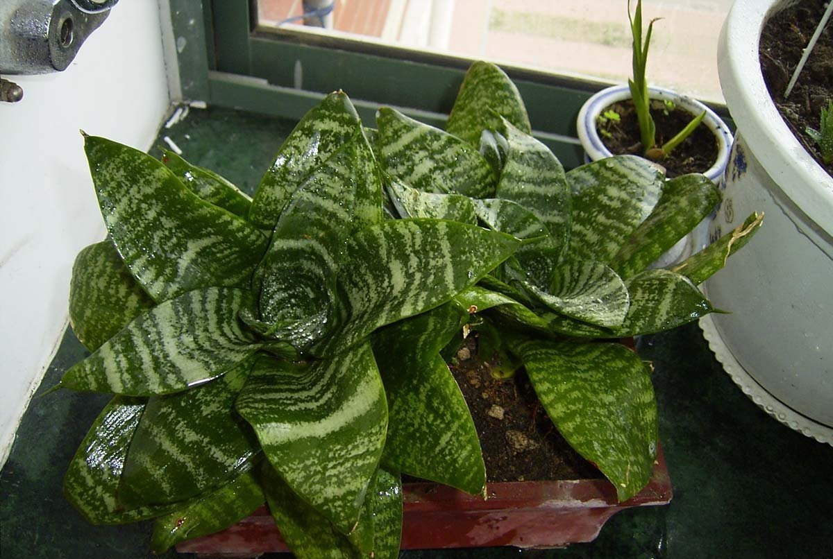 金边短叶虎尾兰