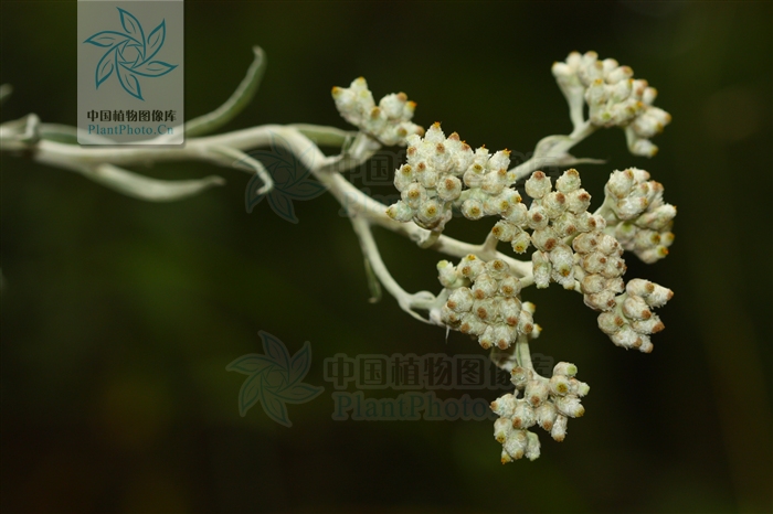 黄腺香青绒毛变种