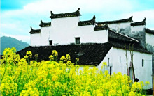 油菜花图片欣赏