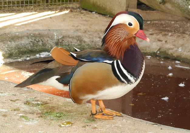  p>鸳鸯(学名: i>aix galericulata /i>):鸳指 a target="_blank"