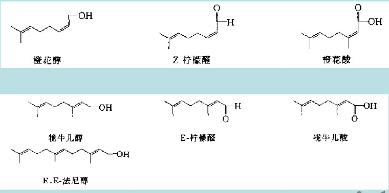 示踪信息素