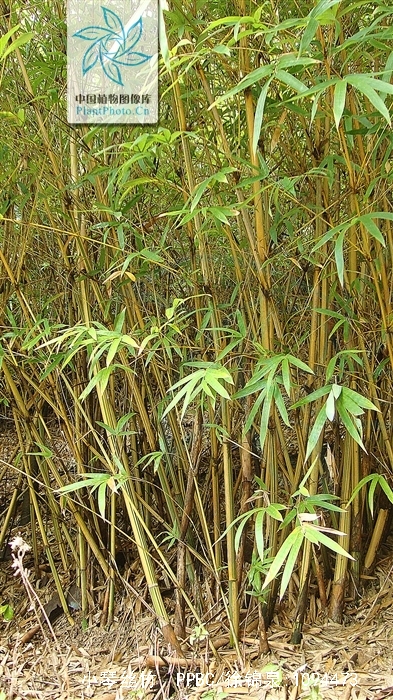  p>小琴丝竹(学名: i>bambusa multiplex /i> (lour.) raeusch.