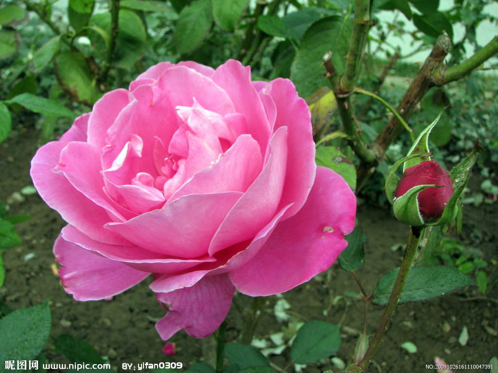  p>四大切花为月季,菊花,香石竹(即康乃馨),唐菖蒲(即剑兰).