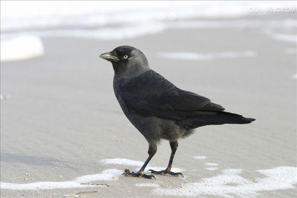  p>寒鸦(学名: i>corvus monedula /i>):体长37厘米.