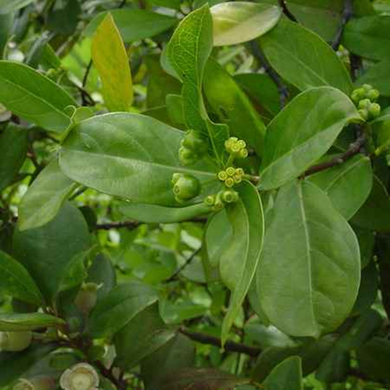 纲/229183" data-lemmaid="229183">双子叶植物纲 /a>,龙胆目,茜草科