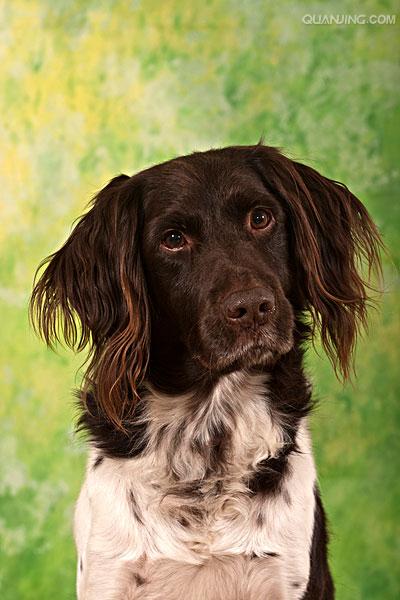  p>沙克犬,又称猎羚犬或拉伯狩猎犬或波斯灵提或者沙路奇猎犬.