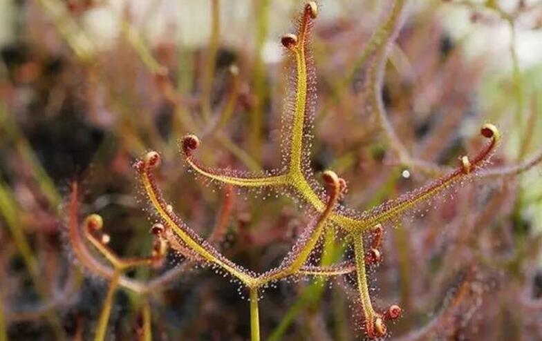 furcata)是 a target="_blank" href="/item/圆叶茅膏菜/8430185"