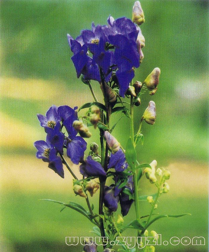  p>又名太白乌头, a target="_blank" href="/item/多年生草本