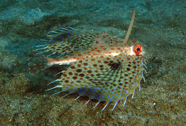 orientalis(cuvieretvalenciennes);flyinggurnard  背鳍Ⅰ,Ⅰ,Ⅴ,Ⅰ