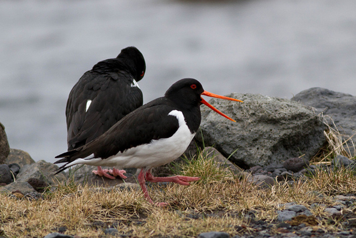 (拉丁名: i>haematopus ostralegus /i>)是中型涉禽,体羽以纯黑色或黑