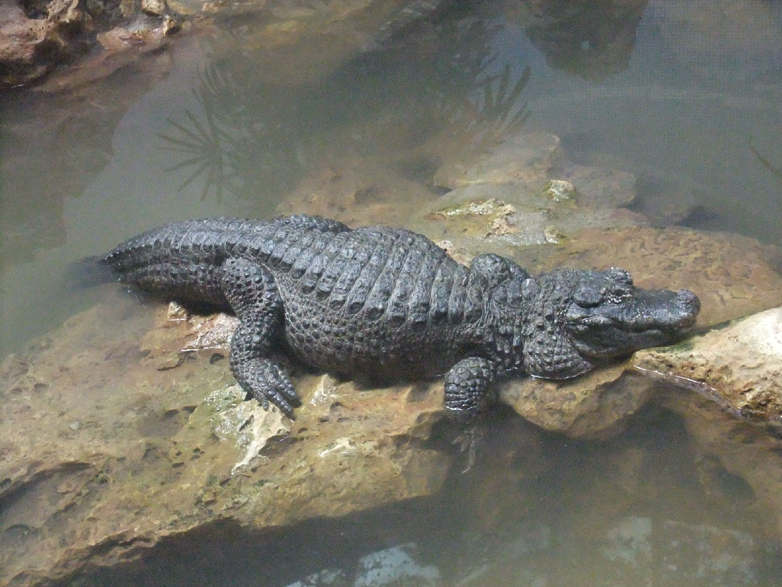  p>扬子鳄, i>alligator sinensis  /i>(fauvel,1879),或称作 a