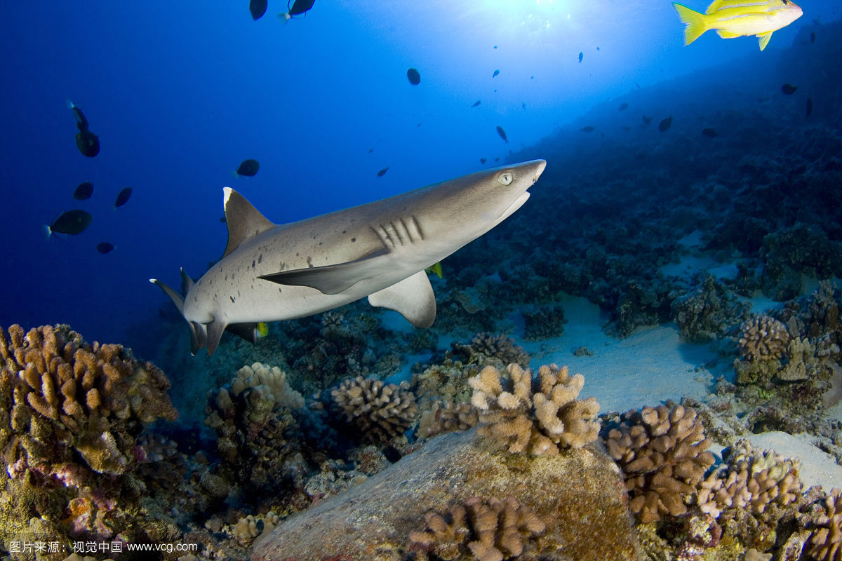 方鳍刺鲨
