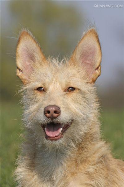 葡萄牙波登可犬
