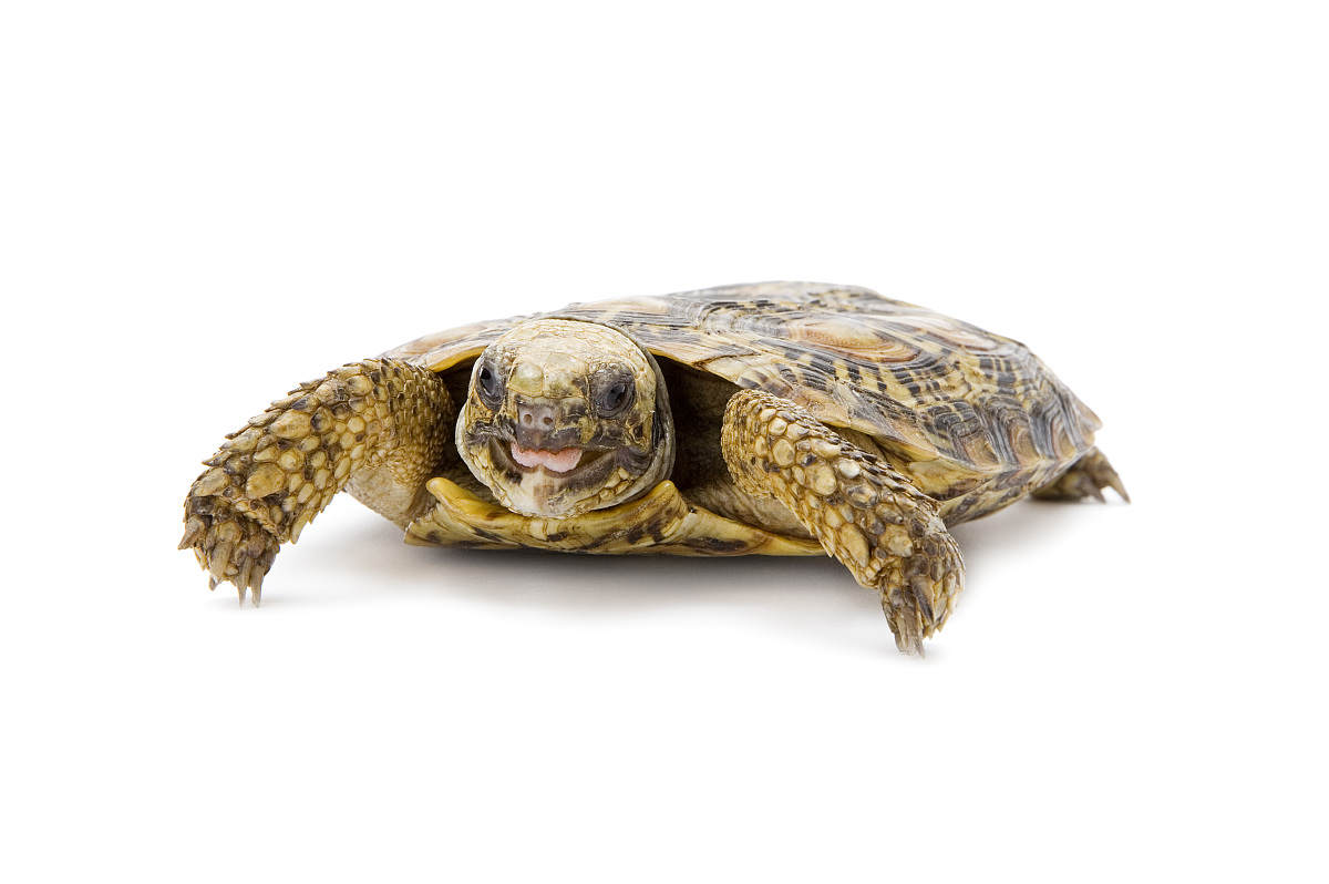 pancake tortoise