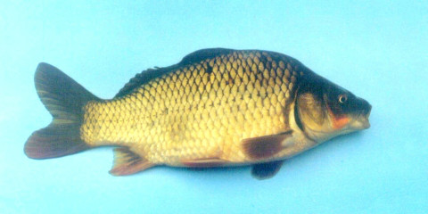 复合三倍体鲤鱼