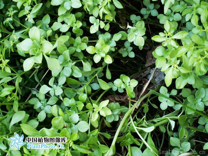  p>四芒景天(学名:sedum tetractinum)为景天科景天属的植物,是我国的