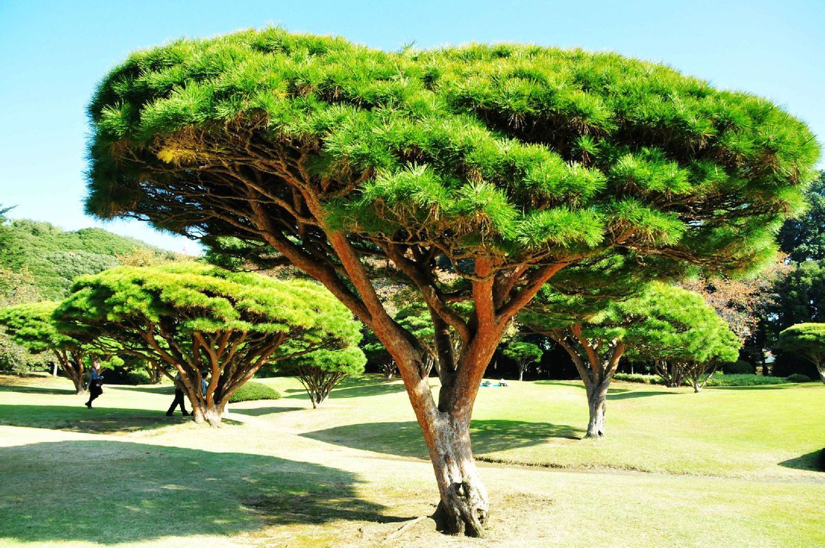 松柏树_百度百科