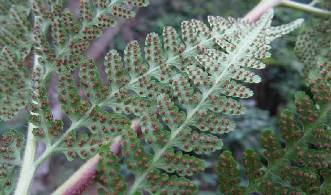  p>热带鳞盖蕨,植株高可达2米,根状茎横走.