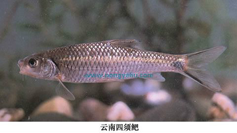  p>云南四须鲃,学名: i>barbodes huangchuchieni /i> (tchang,1962)