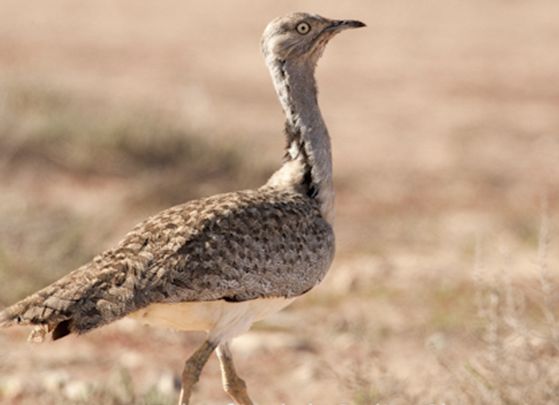  p>翎颌鸨(学名:chlamydotis undulata)体型较 a target="_blank"