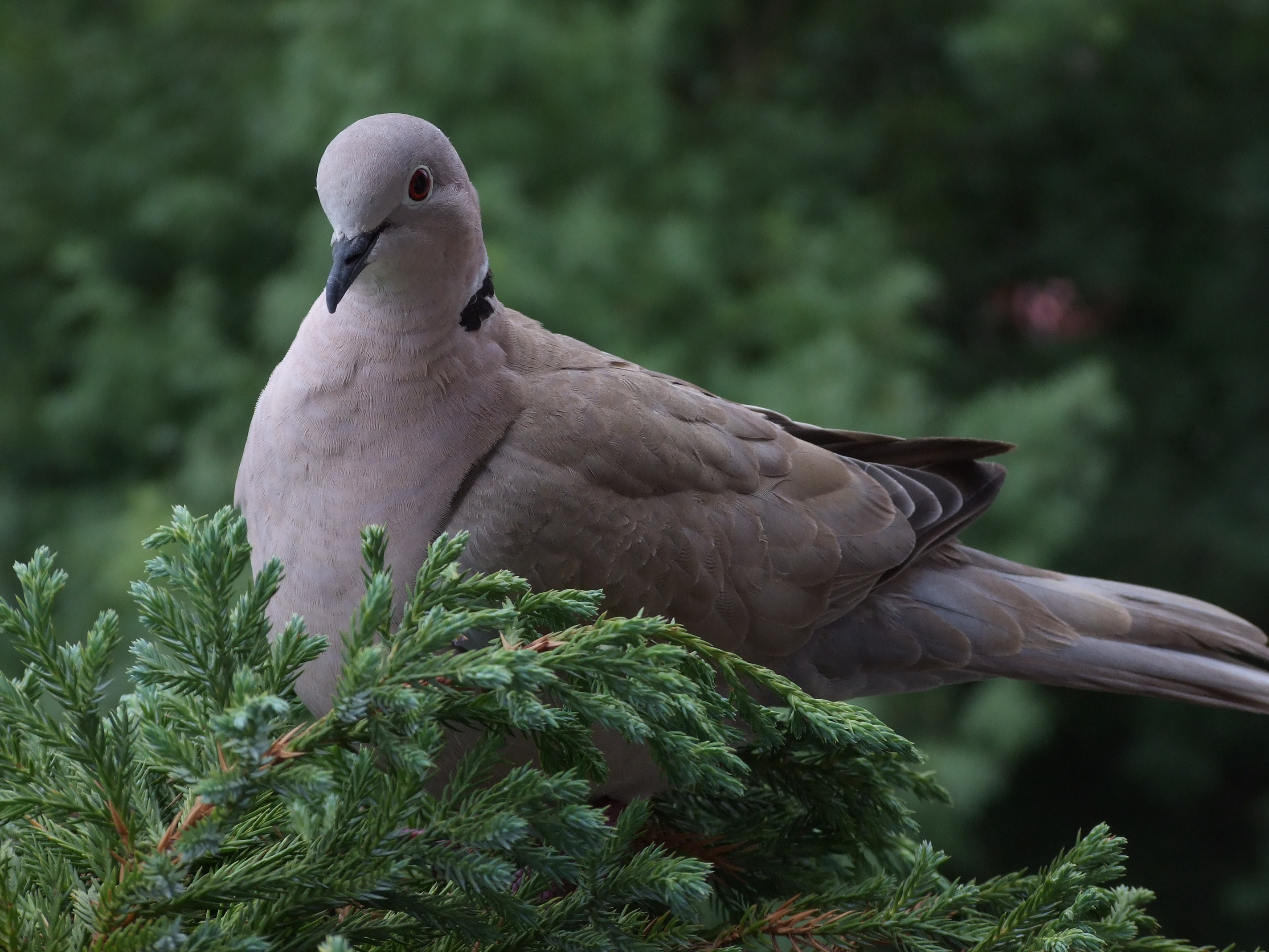  p>灰斑鸠(学名: i>streptopelia decaocto /i>):其全身灰褐色,翅膀上