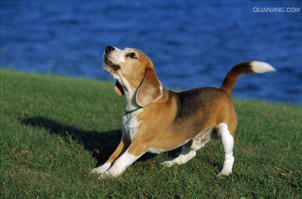 是非常古老的品种,历史上蹇比格犬曾经用来狩猎,是最小的猎犬品种之一