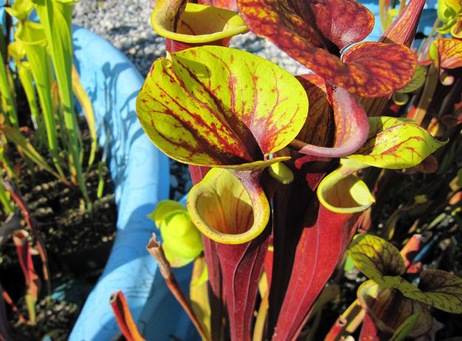  p>红管黄瓶子草( i>sarracenia flava var.