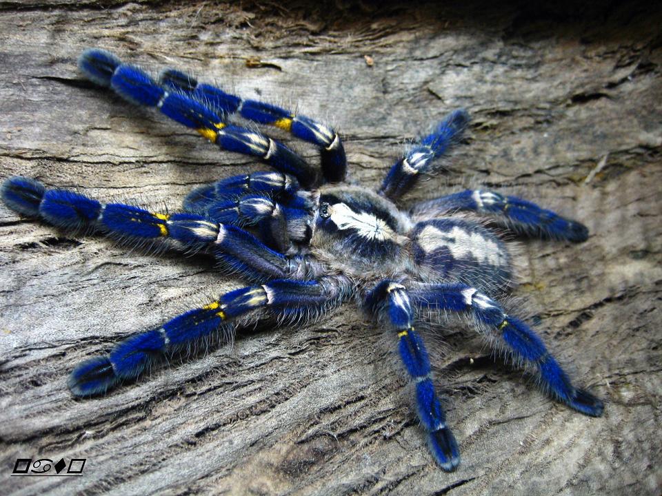 蓝宝石华丽雨林