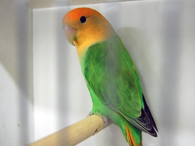  p>桃脸牡丹鹦鹉(学名: i>agapornis roseicollis /i>):体长一般在15