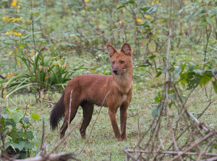  p>西亚豺(学名: i>cuon alpinus hesperius /i>):是豺的 a href="#"