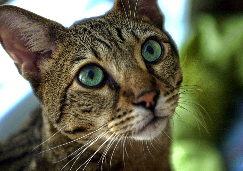  p>热带草原猫(学名: i>felis catus /i> ×  i>leptailurus serval 