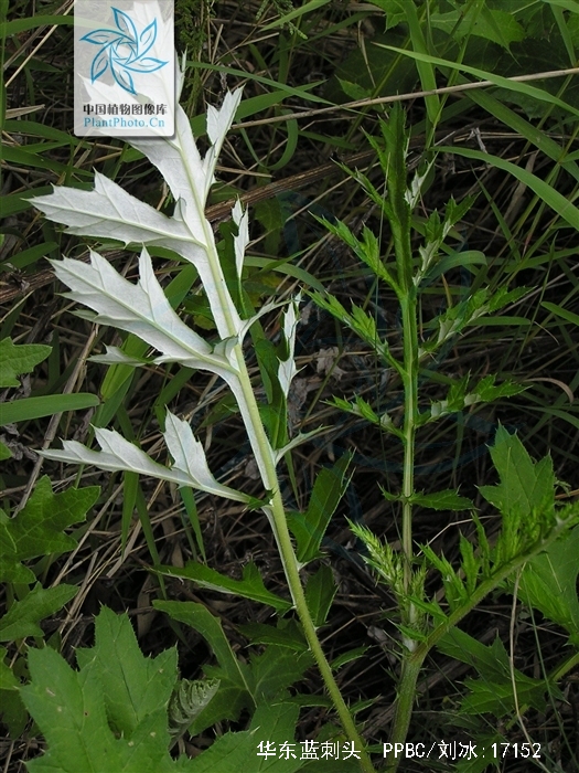  p>华东蓝刺头(学名:echinops grijsii hance)是 a href="#" data