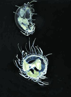  p>短手桃花水母是水母的一种,体态晶莹透明,分布于中国湖北地区,属于