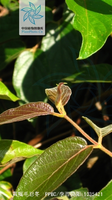  p>黄褐毛忍冬(学名: i>lonicera fulvotomentosa /i> hsu et s. c.