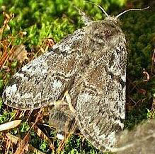  p>北极灯蛾, i>gynaephora rossii /i> (curtis, 1835),灯蛾科灯蛾属
