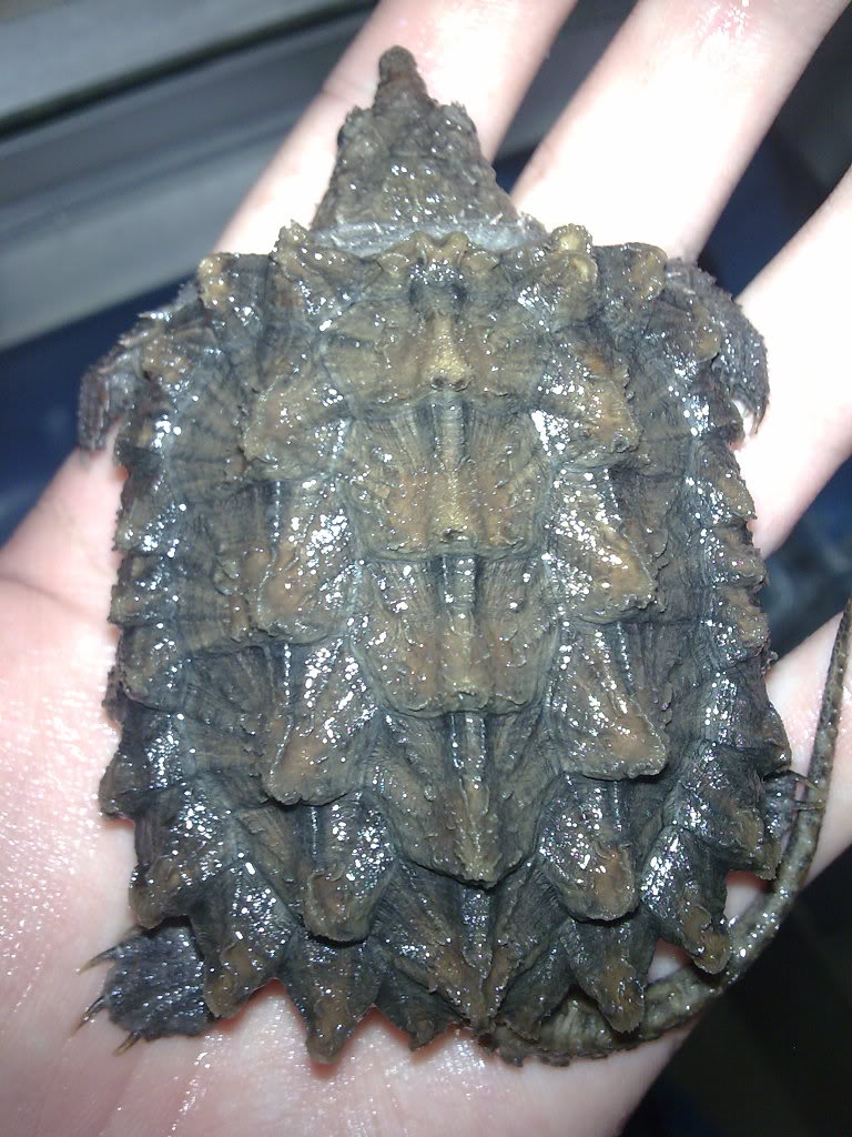  p>鳄龟是世界最大的淡水龟之一,也是北美洲最大的淡水龟,主要栖息在