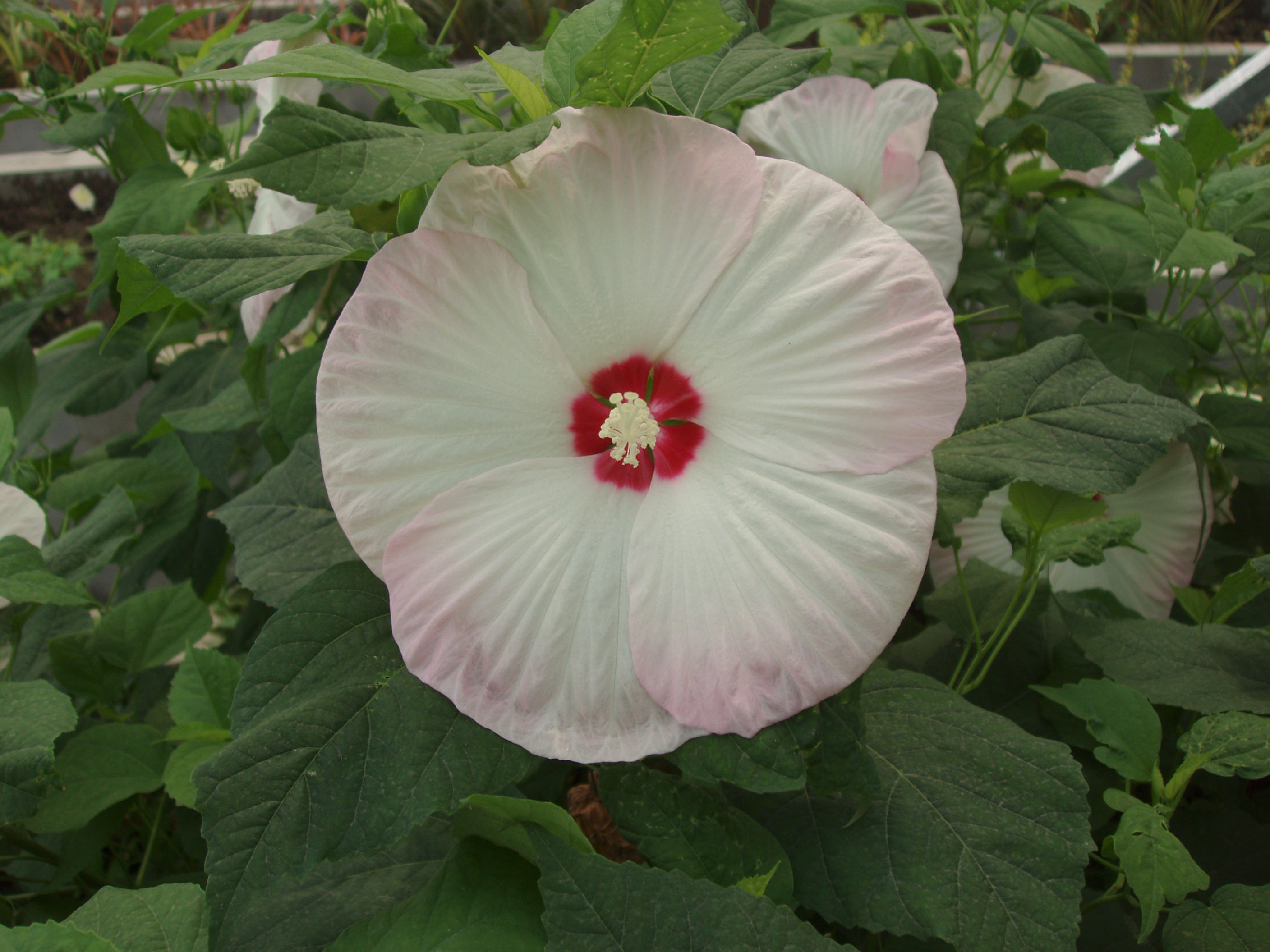  p>互生叶序 ( a target="_blank" href="/item/学名/8074290" data