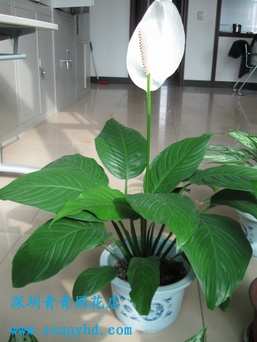  p>银苞芋又称绿巨人,包叶芋,万年青白鹤芋, a href="#">白掌 /a>.