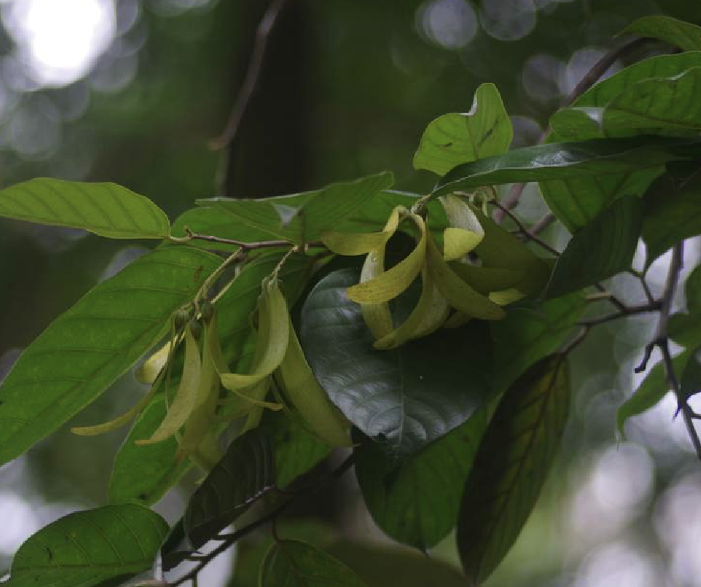 et chun)是龙脑香科坡垒属植物,乔木,树高约20米;具白色芳香树脂