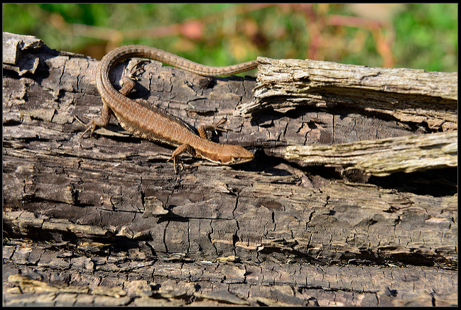  p>黑龙江草蜥(学名: i>takydromus amurensis /i>),为蜥蜴科,草蜥属