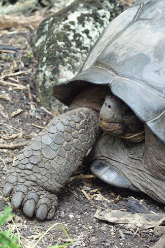 galapagos giant tortoise