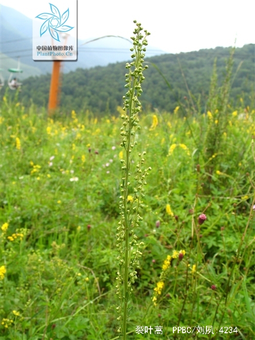  p>裂叶蒿(学名: i>artemisia tanacetifolia /i> linn.