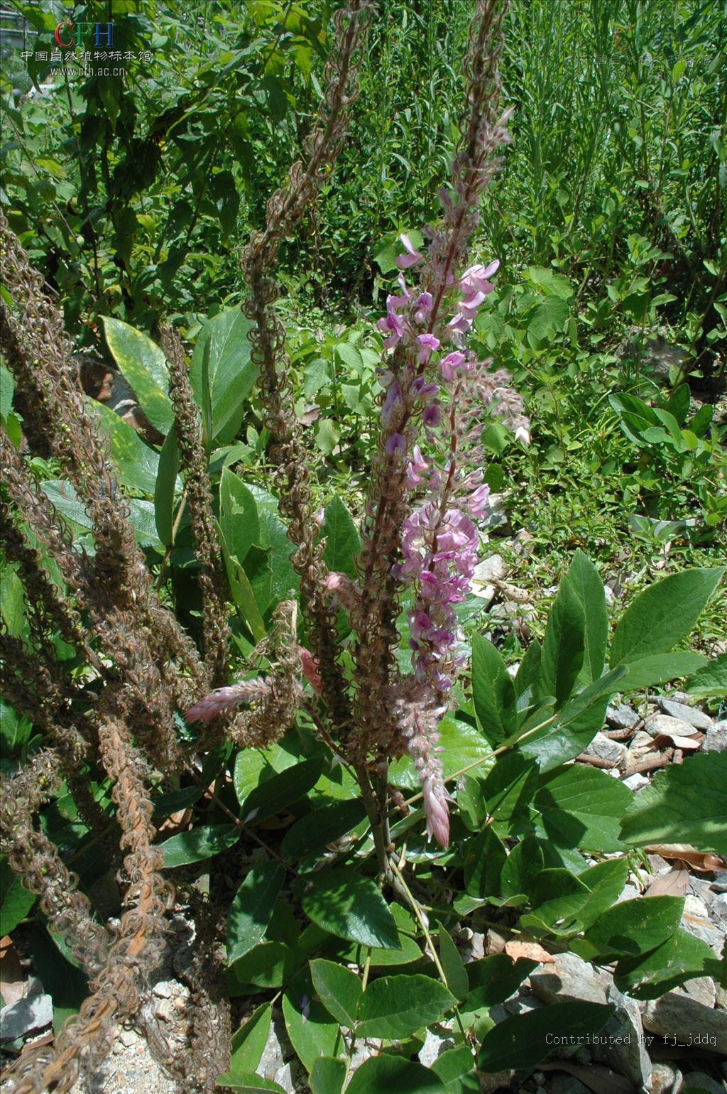 猫尾草(猫尾草能刺破气球僵尸吗)